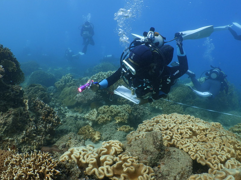 於墾丁後壁湖軟珊瑚區，志工正在搜索無脊椎動物。圖片來源：蘇淮